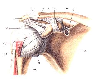 Рис. 79. Акромиально-ключичный суетав 
  (articulatio acromio-clavicularis) и плечевой суставы
  (articulatio humeri). Вид спереди.
  1-акромион; 2-акромиалыю-ключичный сустав (акромиально-ключичная связка); 3-клювовидно-акромиальная 
  связка; 4-клю-вовидный отросток; 5-клювовидно-ключичная связка; 6-ключи-ца; 
  7-верхняя поперечная связка лопатки; 8-лопатка; 9-капсула плечевого сустава; 
  10-плечевая кость; 11-сухожилие длинной головки двуглавой мышцы плеча; 12-подлопаточная 
  мышца; 13-клювовидно-плечевая связка.
  Fig. 79. Акромиально-ключичный и плечевой суставы.
  Вид спереди.
  1-acromion; 2-articulatio acromioclavicularis (ligamentum acromio-claviculare); 
  3-ligamentum coracoacromiale; 4-processus coracoideus; 5-ligamentum coracoclaviculare; 
  6-clavicula; 7-ligamentum transver-sum scapulae (superius); 8-scapula; 9-capsula 
  articulationis humeri; 10-humerus; 11-tendo m. bicipitis brachii (caput longum); 
  12-m.sub-scapularis; 13-ligamentum coracohumerale.
  Fig. 79. Acromioclavicular and shoulder joints. Anterior aspect, l-acromion; 
  2-acromioclavicular joint (acromioclavicular ligament); 3-coraco-acromial ligament; 
  4-coracoid process; 5-coracoclavicular ligament; 6-clavicule; 7-superior transverse 
  scapular ligament; 8-scapula; 9-capsula of shoulder joint; 10-humerus; 11-tendon 
  of the long head of biceps brachii; 12-subscapularis; 13-coracohumeraI ligament.